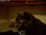 6f2fac61a65d40baab955fd6d1ae4e65[1].gif